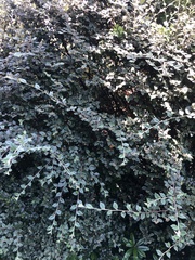 Cotoneaster sternianus