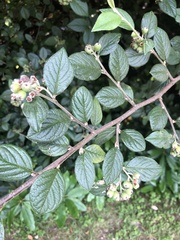 Cotoneaster sternianus