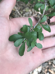 Condalia correllii