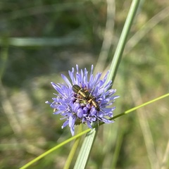Chrysanthia geniculata