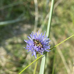 Chrysanthia geniculata