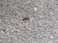 Closterotomus biclavatus