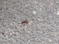 Closterotomus biclavatus