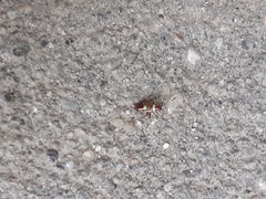 Closterotomus biclavatus