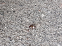 Closterotomus biclavatus