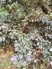 Loropetalum