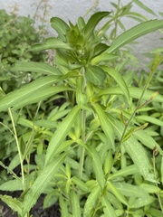 Monarda citriodora