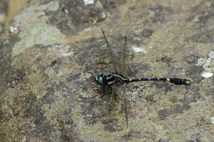 Lamelligomphus nilgiriensis