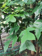 Liriodendron chinense
