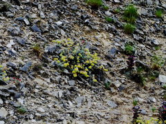 Anthyllis tejedensis