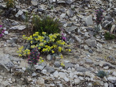 Anthyllis tejedensis