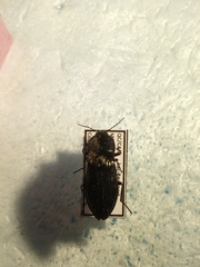 Selatosomus appropinquans