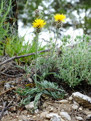 Centaurea granatensis