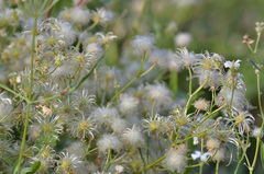 Clematis songorica