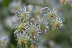Clematis songorica