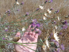 Centaurea scabiosa adpressa