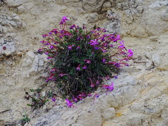 Viola cazorlensis