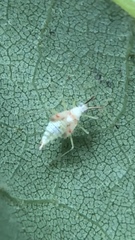 Hyaliodes