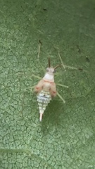 Hyaliodes