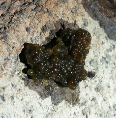 Nostocales