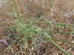 Centaurea scabiosa adpressa