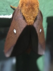 Anisota pellucida