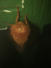 Anisota pellucida