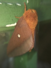 Anisota pellucida