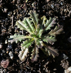 Streptanthus glandulosus pulchellus