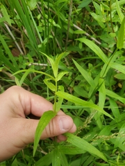 Veronica scutellata