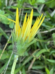Gazania linearis linearis