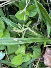 Gazania linearis linearis