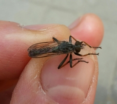 Neomochtherus geniculatus