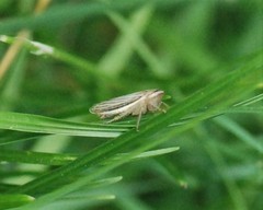 Athysanus argentarius