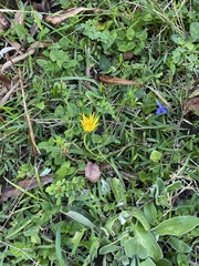 Gazania linearis linearis