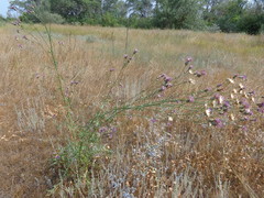 Centaurea scabiosa adpressa