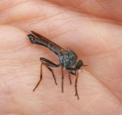 Neomochtherus geniculatus