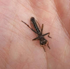 Neomochtherus geniculatus