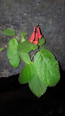 Smithiantha cinnabarina