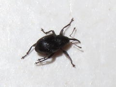 Archarius salicivorus