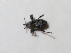 Archarius salicivorus