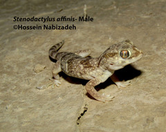 Stenodactylus affinis