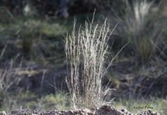 Aristida subulata
