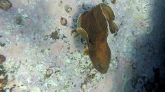 Lotella rhacina