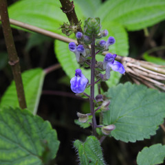 Scutellaria violacea
