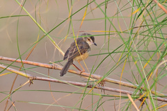 Prinia hodgsonii