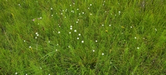 Eriocaulon decangulare image