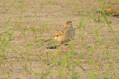 Anthus godlewskii
