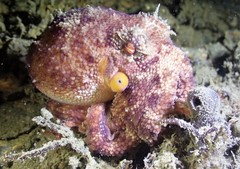 Amphioctopus