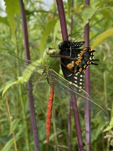 Comet Darner photo 6